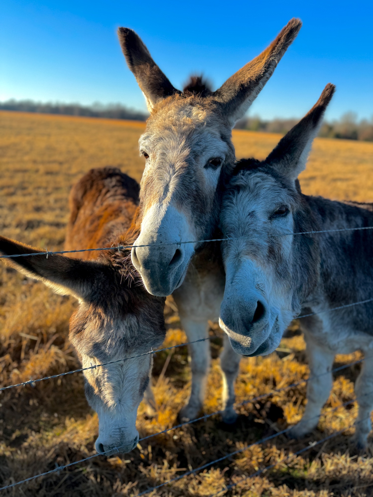 Donkeys at Fisher Farms